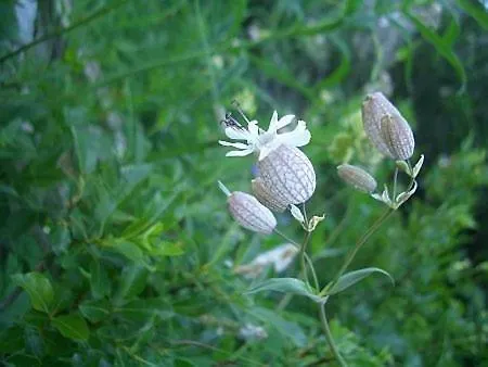 Haus Cornelia Appartamento Jungholz